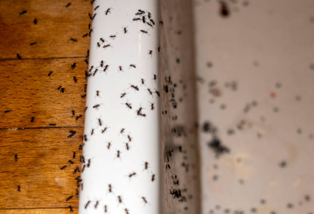 Best Residential Pest Control  in Clermont, IN