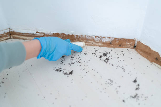 Best Local Pest Control Services  in Clermont, IN